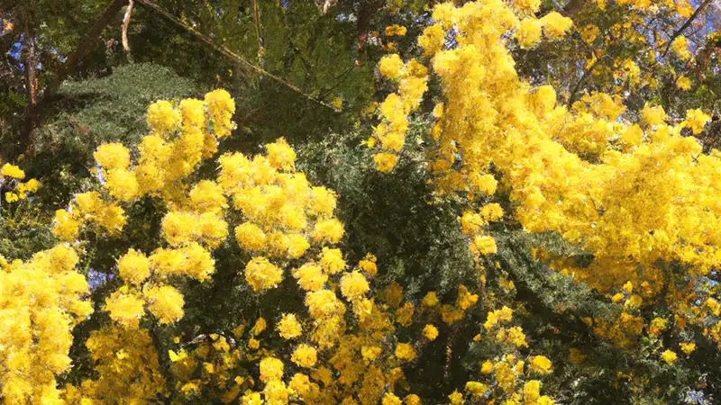 Mimosa: Finding beauty in the garbage